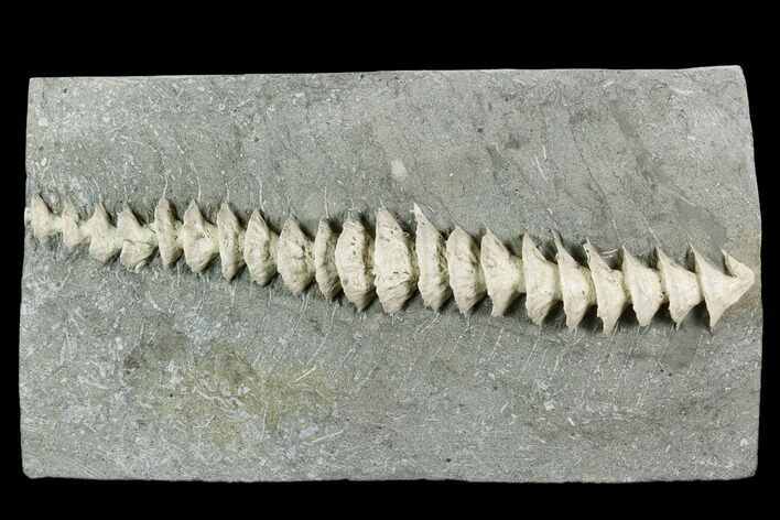 Archimedes Screw Bryozoan Fossil - Illinois #130232